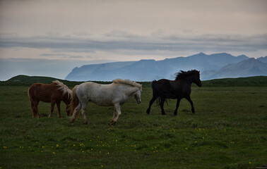 Iceland