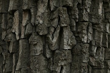 Closeup view of tree bark. Natural texture