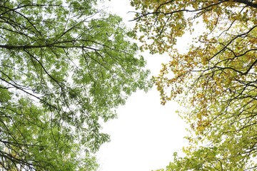 Fototapeta premium Beautiful trees with green and yellow leaves against sky, view from below