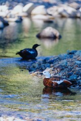 Two ducks, one white-headed, one dark, rest on a rocky stream. Nature scene. , STONY BAY, COROMANDEL PENINSULA, NEW ZEALAND