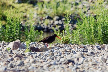 Black oystercatcher foraging on a rocky shoreline. Beautiful wildlife scene. , STONY BAY,...