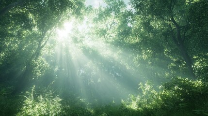 Obraz premium Sunbeams Illuminating a Lush Forest
