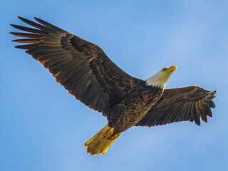 Obraz premium bald eagle in flight