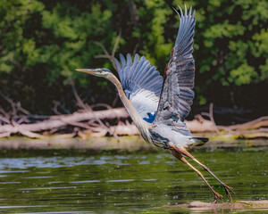 great blue heron