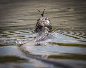 snake in the water