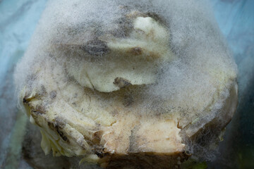 The problem of food waste. The consequences of improper food storage