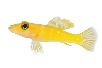 Colorful Yellow Goby Fish, A Delightful Addition to Your Aquatic Collection with isolated on transparent background