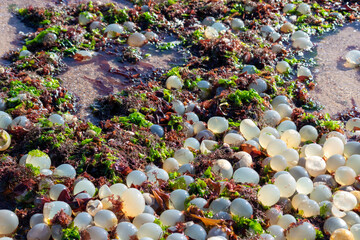 Seashore of La Paloma, Uruguay, featuring black sea snail egg capsules on the sand.