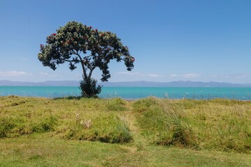 Coastal scene with a pohutukawa tree, vibrant red flowers against a backdrop of turquoise water and...