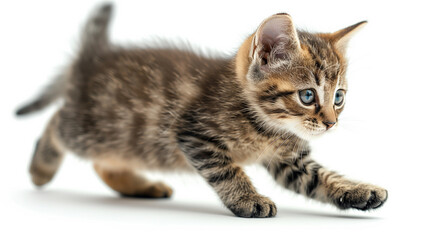 Obraz premium Common gray striped kitten running on white background. 