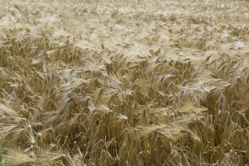 golden wheat field