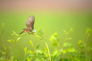 A beautiful shot of a bird, likely a Bluethroat, perched on a mustard plant stem, in the midst of...