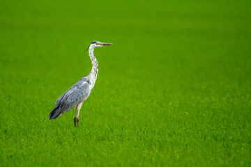 Fototapeta premium Ardea cinerea