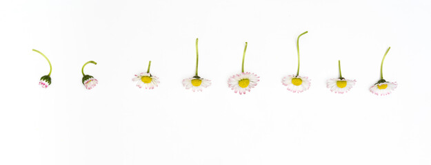 Daisies lie in a row with stems up isolated on white background. © Vita Monart