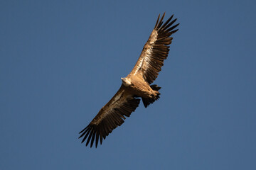 Fototapeta premium Buitres