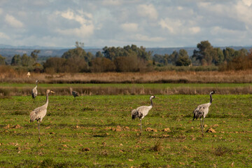 Fototapeta premium Grus grus