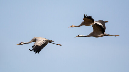 Obraz premium Grulla común