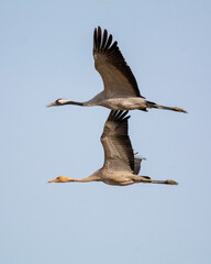 Obraz premium Grullas