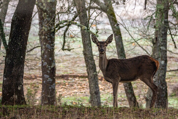 cervus elaphus
