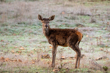 Fototapeta premium cervus elaphus