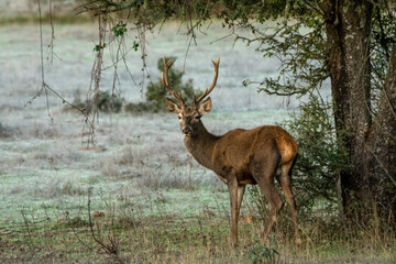 cervus elaphus