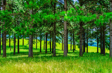 Fototapeta premium Pine trees forest in the Drakensberg mountain, highlighting the scenic and tranquil landscape, KwaZulu-Natal, South Africa