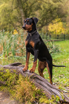 A German Pinscher dog, black and tan, standing on its hind legs against an autumn landscape