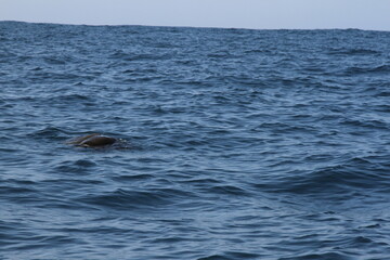 Fototapeta premium A sea turtle swimming in the sea.