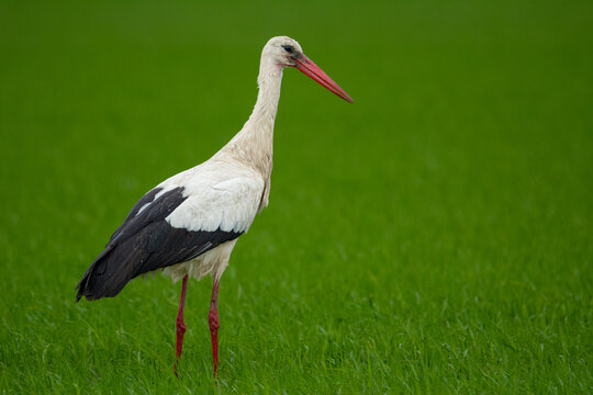 ciconia ciconia