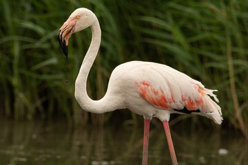 Phoenicopterus roseus