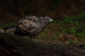 Buteo buteo