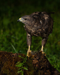 Buteo buteo