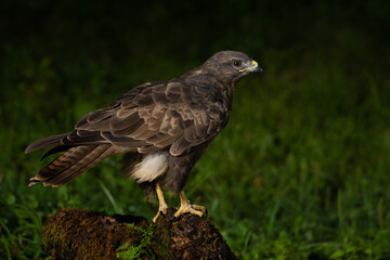 Fototapeta premium Buteo buteo