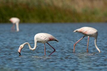 Phoenicopterus roseus