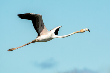 Obraz premium Phoenicopterus roseus