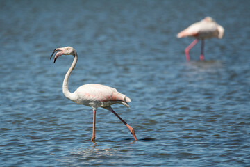 Fototapeta premium Phoenicopterus roseus