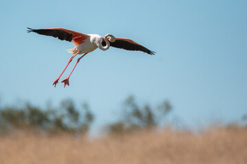 Obraz premium Phoenicopterus roseus