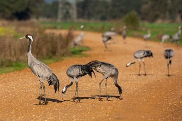 Obraz premium Grullas