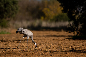 Grulla