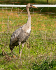 Naklejka premium Grulla