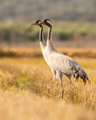 Fototapeta premium Grulla