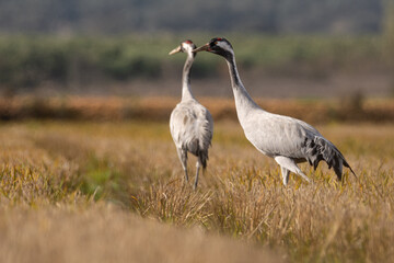 Fototapeta premium Grulla