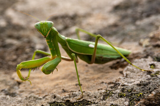 Sphodromantis viridis