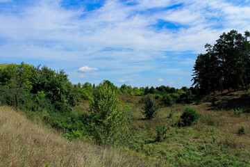 Obraz premium Scenic summer landscape with a grassy meadow, scattered trees, and a small pond with reeds. Capturing the essence of a calm, sunny countryside in vibrant detail. 