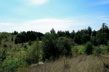 Obraz premium Lush green meadow with trees and a small marsh surrounded by reeds under the summer heat. Perfect for nature-themed designs, websites, banners, and eco-friendly projects. 