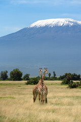 Fototapeta premium Two giraffes stand closely together in grassy savanna with a snow capped Mount Kilimanjaro
