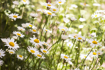 Large beautiful bush of white chamomile in summer, many white flowers. Background.
