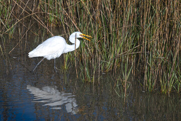 Fototapeta premium Great Egret swallowing a freshly caught fish, with reflection in water, among cordgrass.