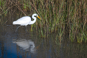 Great Egret catches a small fish among the cordgrass of a tidal estuary.