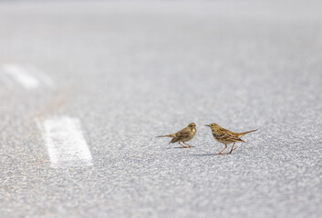 Small birds on paved road